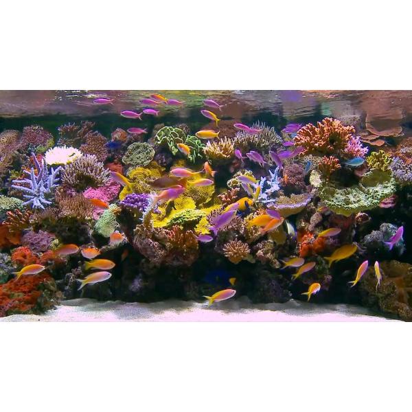 DVD Aquarium Barrière de Corail