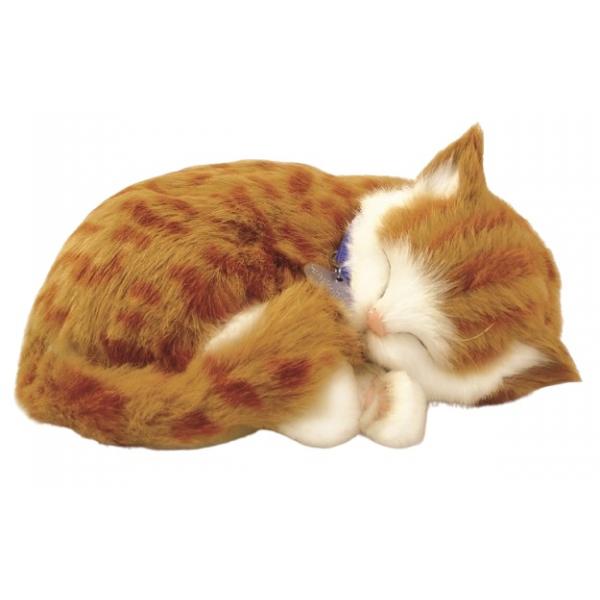 Perfect Petzzz - Chaton orange