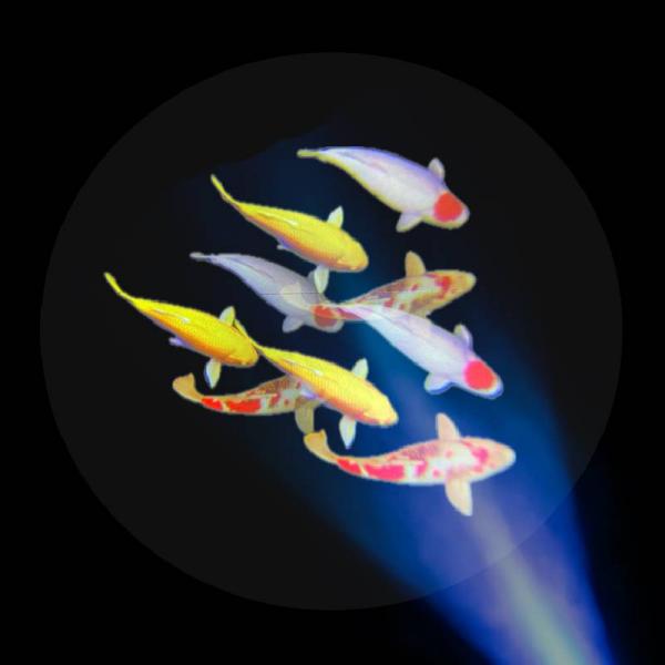 Projecteur Sensory Vista Pro