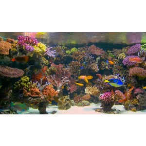 DVD Aquarium Barrière de Corail