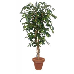 Plante Ficus vert 150 cm dans pot