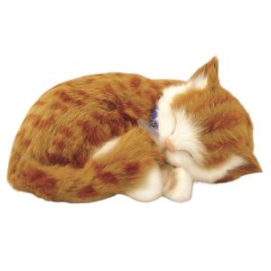 Perfect Petzzz - Chaton orange