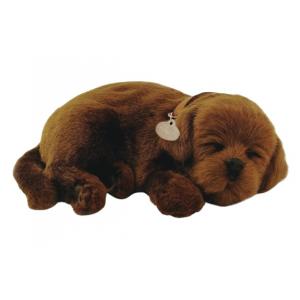 Perfect Petzzz - Chiot Labrador