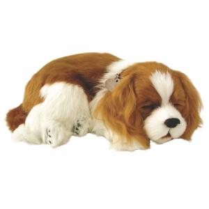 Pefect Petzzz - Cavalier King Charles Spaniel doux