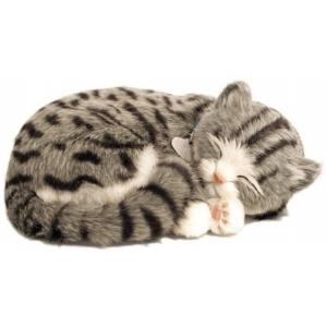 Compagnon mignon - chaton gris