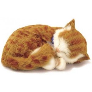 Animal de compagnie - Chaton orange