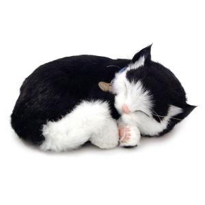 Animal de compagnie - Chaton noir-blanc
