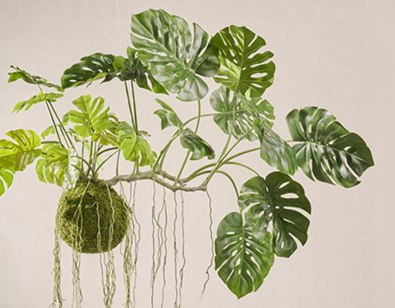 De la verdure sans entretien dans le secteur des soins